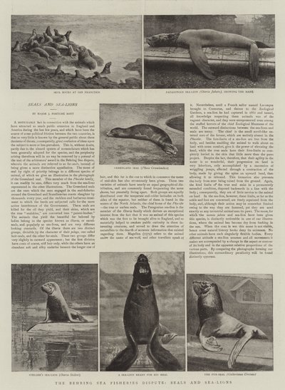 Het Behring Zee Visserijgeschil, Zeehonden en Zeeleeuwen door English Photographer