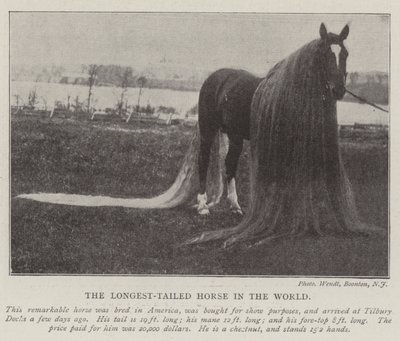 Het paard met de langste staart ter wereld door English Photographer