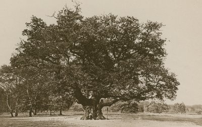 De Major Oak, Sherwood Forest door English Photographer