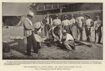 De Runderpest in Zuid-Afrika, Dr Koch die een Os inent door English Photographer
