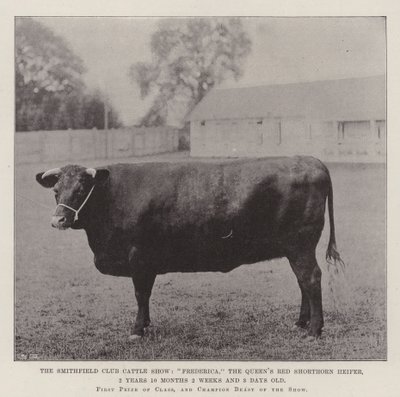 De Smithfield Club Vee Show, Frederica, de rode shorthorn vaars van de koningin, 2 jaar 10 maanden 2 weken en 3 dagen oud door English Photographer
