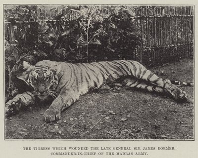 De tijgerin die de overleden generaal Sir James Dormer, opperbevelhebber van het Madras-leger, verwondde door English Photographer