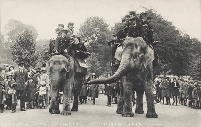 De olifanten van de dierentuin van Londen in Regent