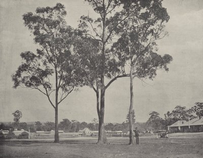 Toongabbie door English Photographer