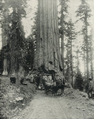 "Wawona" Grote Boom, Mariposa Grove, Californië door English Photographer