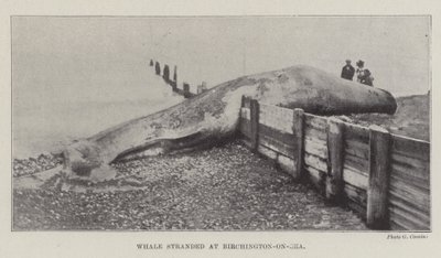 Walvis gestrand bij Birchington-on-Sea door English Photographer