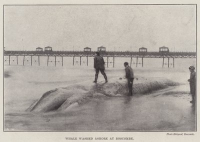 Walvis aangespoeld bij Boscombe door English Photographer