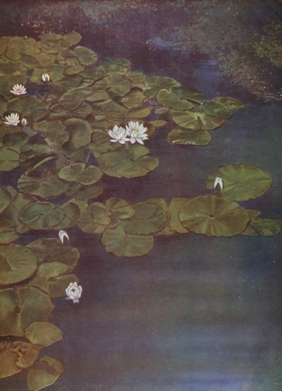 Witte Waterlelies door English Photographer