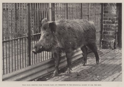 Wild zwijn, verwijderd uit Windsor Park en geschonken aan de Zoological Society door HM de Koning door English Photographer