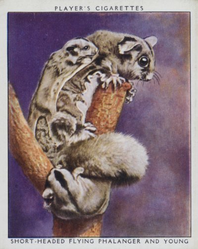 Dierentuin baby