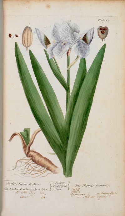 (Tuin) Fleur-de-Lis. Een iris, uit 