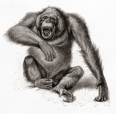 Een Borneose orang-oetan, Pongo pygmaeus, ook gespeld als orang-oetan, orangutang, of orang-utang. Uit Meyers Lexicon, gepubliceerd 1924 door English School