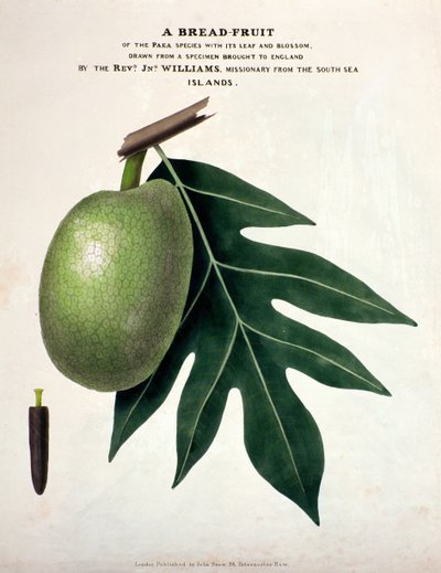 Een broodvrucht, c.1825 door English School