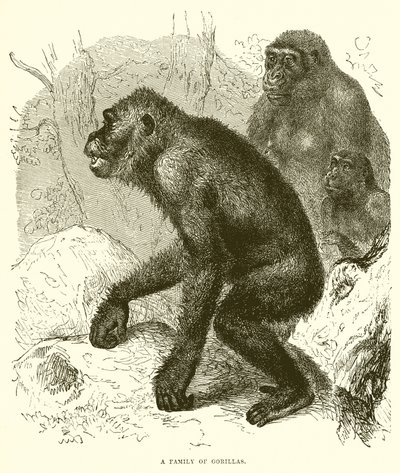 Een familie gorilla