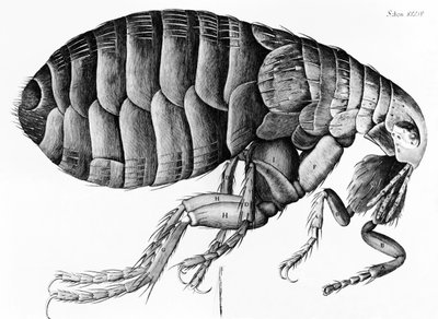 Een vlo van microscoopobservatie door Robert Hooke (1635-1703), 1665 door English School