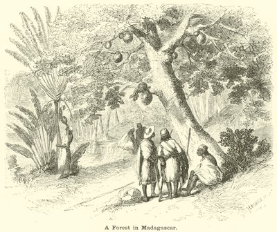 Een Bos in Madagaskar door English School
