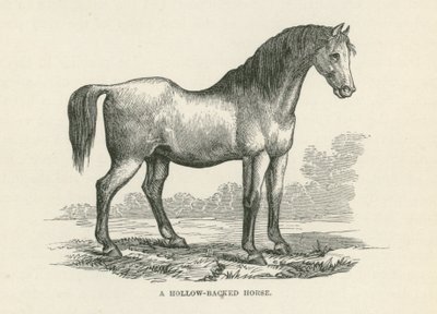 Een paard met holle rug (gravure) door English School