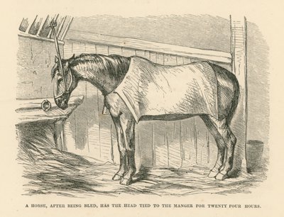 Het hoofd van een paard dat na het bloeden vierentwintig uur aan de kribbe is vastgebonden (gravure) door English School