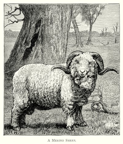 A Marino Sheep (engraving) door English School