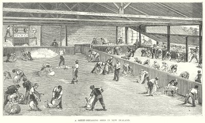 Een schaapscheerschuur in Nieuw-Zeeland (gravure) door English School