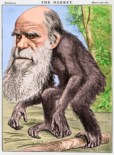 Een eerbiedwaardige orang-oetang, een karikatuur van Charles Darwin als een aap door English School