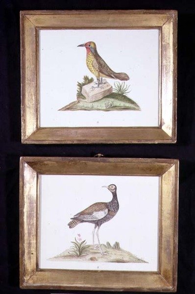 Een specht en een korhoen, c.1800 door English School