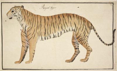 Een koninklijke tijger uit de collectie van de Serfagee van Tanjore door English School