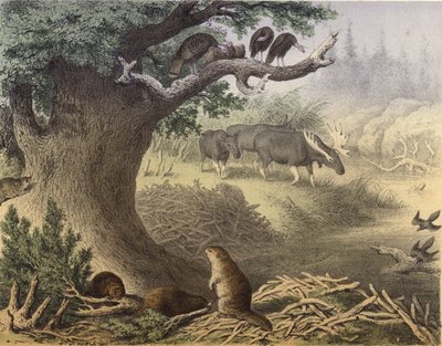 Een scène in Noord-Canada, de wasbeer, de bever, wilde kalkoenen, het eland, de passagiersduif door English School