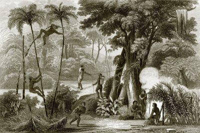 Een scène in het Braziliaanse bos door English School