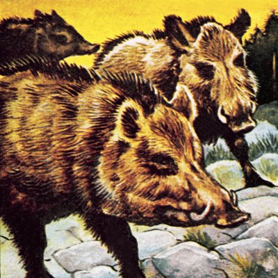 Een groep wilde zwijnen door English School