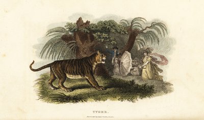 Een tijger, Panthera tigris, op de vlucht gejaagd door een Engelse vrouw die met een paraplu zwaait door English School