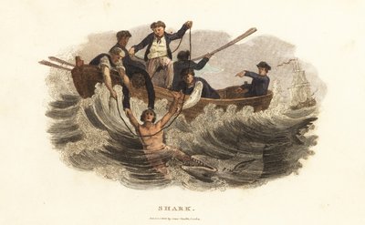 Een jonge man gered van een haai door roeiers in de haven van Havana, Cuba door English School