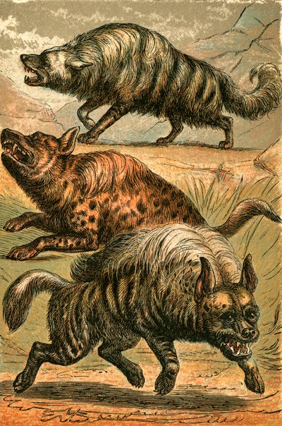 Aardwolf, Gevlekte Hyena en Gestreepte Hyena door English School