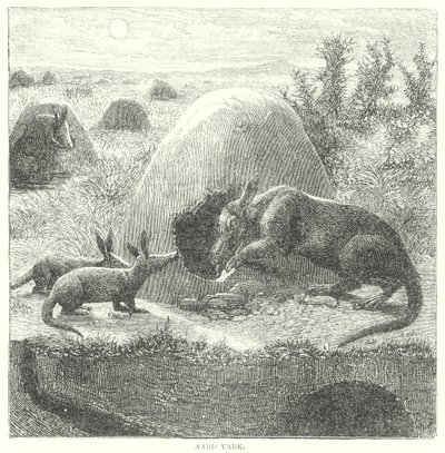Aardvarken (gravure) door English School