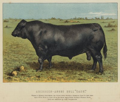 Aberdeen-Angus stier 