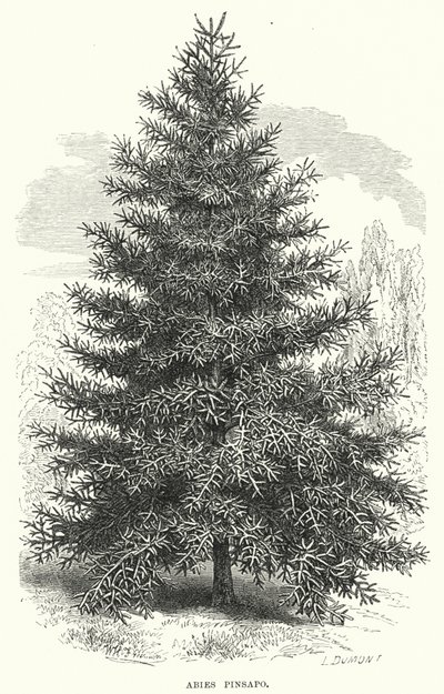 Abies Pinsapo door English School