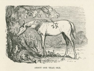 Ongeveer een jaar oud (gravure) door English School