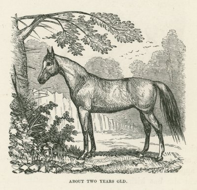 Ongeveer twee jaar oud (gravure) door English School