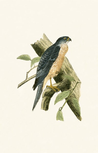 Accipiter Sphenurus, illustratie uit 