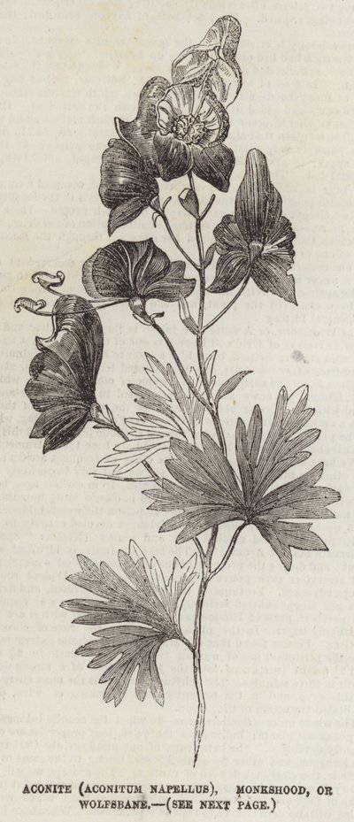 Aconiet (Aconitum Napellus), Monnikskap of Wolfswortel door English School