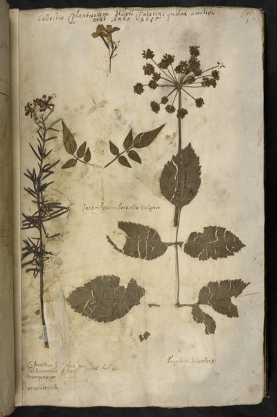 Gedroogd plantenspecimen met uitleg, uit de 