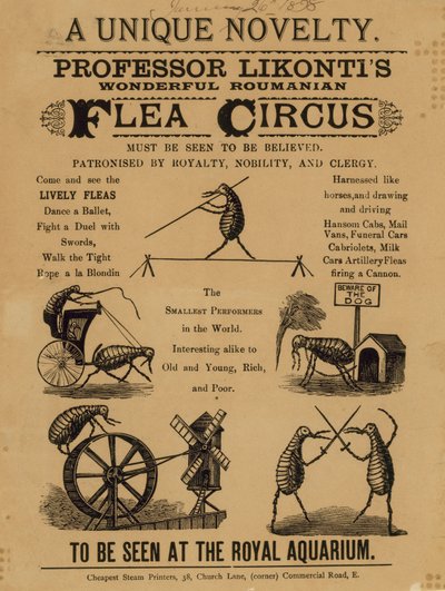 Advertentie voor Professor Likontis Wonderbaarlijke Roemeense Vlooiencircus door English School