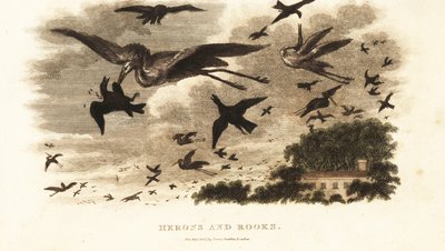 Luchtslag tussen reigers en roeken om nestrechten nabij het huis van Daniel Wilson, Dallam Tower, Westmorland door English School