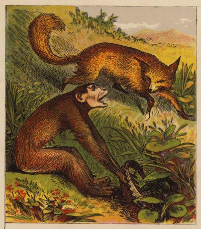 Aesopus