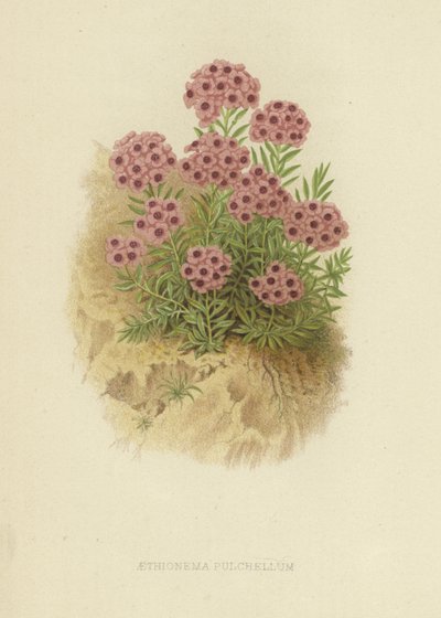 Aethionema pulchellum door English School