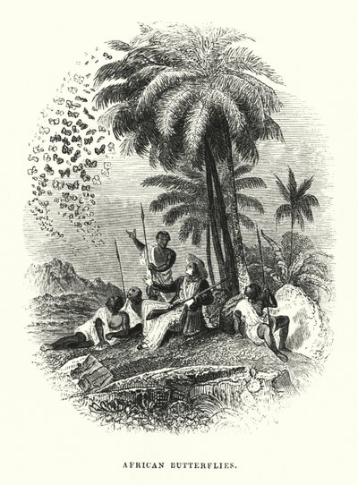 Afrikaanse Vlinders (gravure) door English School