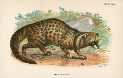 Afrikaanse civetkat door English School