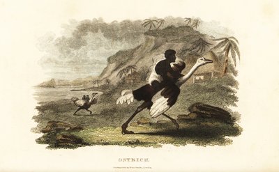 Afrikaanse mannen en jongens rijden op tamme struisvogels bij een Franse fabriek nabij Podor, Senegal door English School