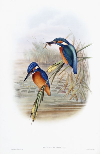 IJsvogel door English School