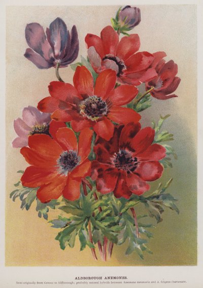 Aldborough Anemonen door English School